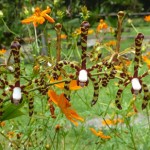 Skorpion-Orchideen