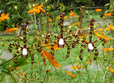 Skorpion-Orchideen