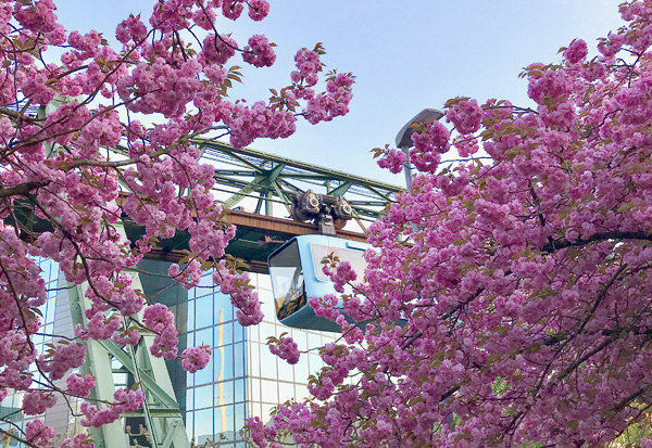 Kirschblüte in Wuppertal 