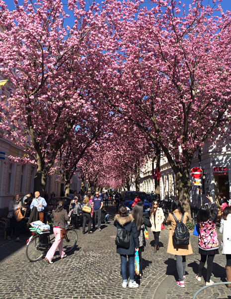 Kirschblüte in der Heerstraße